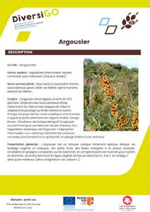 Fiche_Argousier.jpg