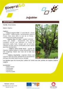 Fiche_Jujubier.jpg